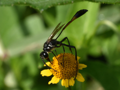 Eremnophila