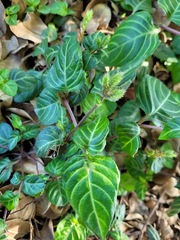 Lepidagathis inaequalis