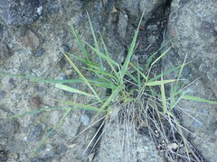 Anthosachne kingiana