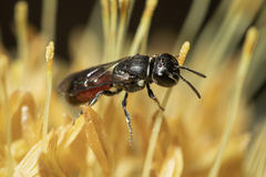 Hylaeus littleri
