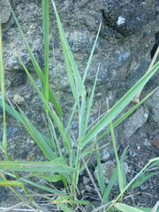 Anthosachne kingiana