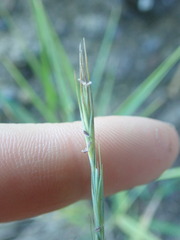 Anthosachne kingiana