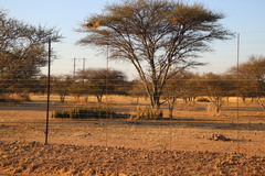 Sansevieria pearsonii
