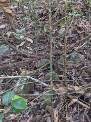 Dendrelaphis andamanensis