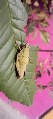 Sphenarium
