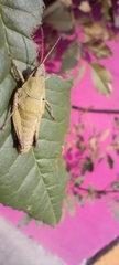 Sphenarium