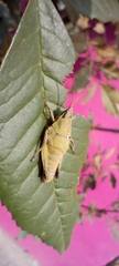 Sphenarium