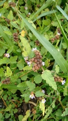 Melochia corchorifolia