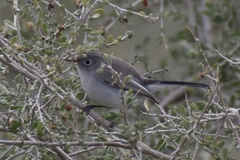Polioptila