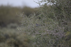 Polioptila