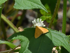 Pyraustinae