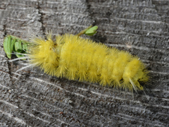 Lophocampa