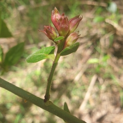 Cestrum elegans
