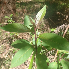 Cestrum elegans