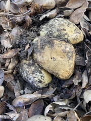 Cortinarius xanthodryophilus