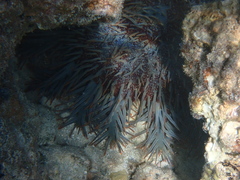 Acanthaster