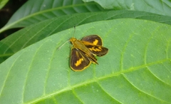 Oriens goloides
