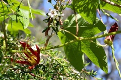 Passiflora cinnabarina