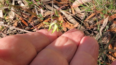 Caladenia testacea