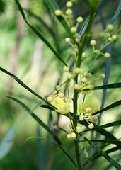 Acacia provincialis