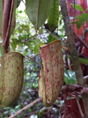 Nepenthes ampullaria