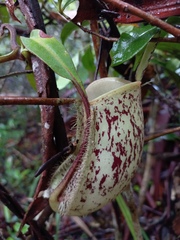 Nepenthes ampullaria