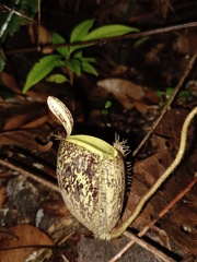 Nepenthes ampullaria