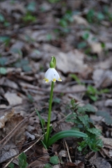 Leucojum vernum