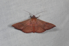 Banisia