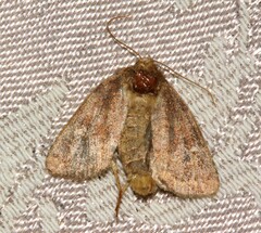 Pseudorthodes vecors