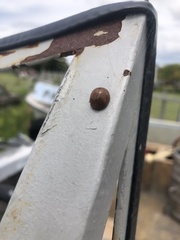 Dicranosterna semipunctata