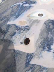 Dicranosterna semipunctata