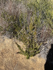 Trichostema lanatum