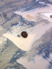 Dicranosterna semipunctata