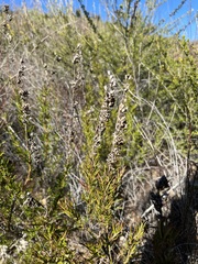 Trichostema lanatum