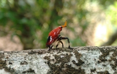 Kalidasa lanata