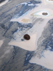 Dicranosterna semipunctata