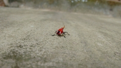 Kalidasa lanata