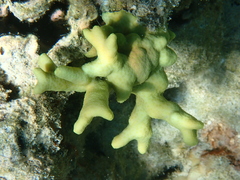 Porites cylindrica