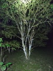 Plinia cauliflora