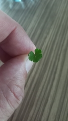 Hydrocotyle microphylla