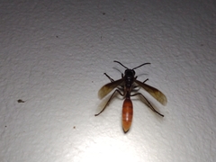 Apoica thoracica image