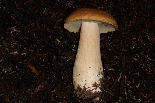 Boletus edulis (Photo 4 of 5)