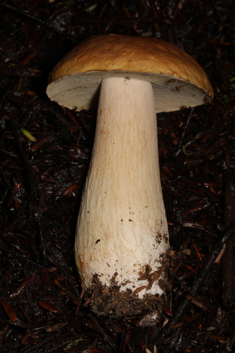 Boletus edulis (Photo 5 of 5)