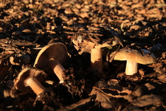 Cortinarius xanthodryophilus