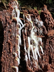 Mucronella fusiformis