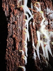 Mucronella fusiformis