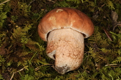 Boletus subcaerulescens