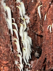 Mucronella fusiformis