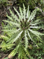 Cirsium scariosum